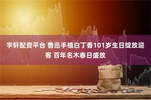 宇轩配资平台 鲁迅手植白丁香101岁生日绽放迎客 百年名木春日盛放
